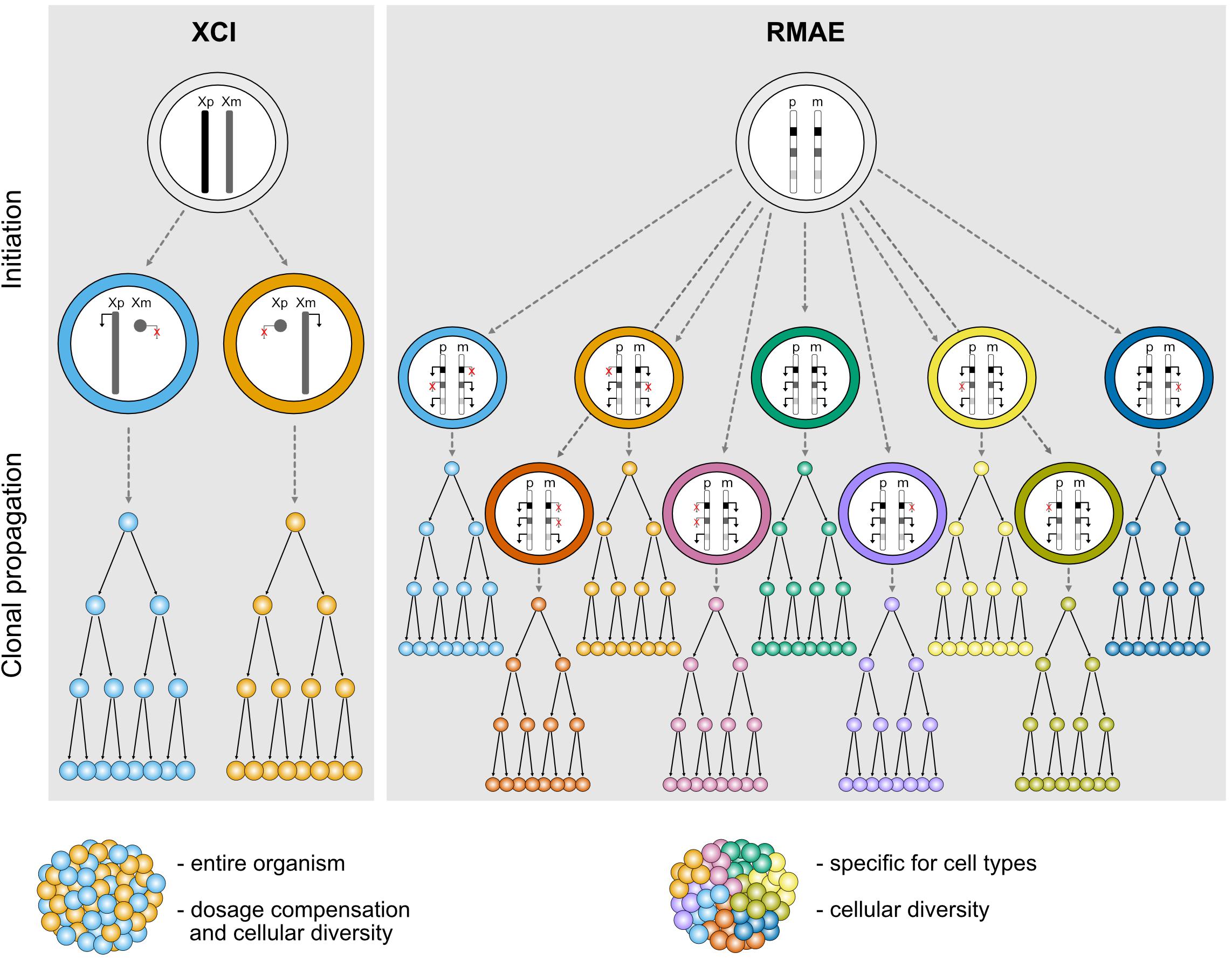 PC plot of for single nucleotide of 10 organisms. Circle: A nucleotide