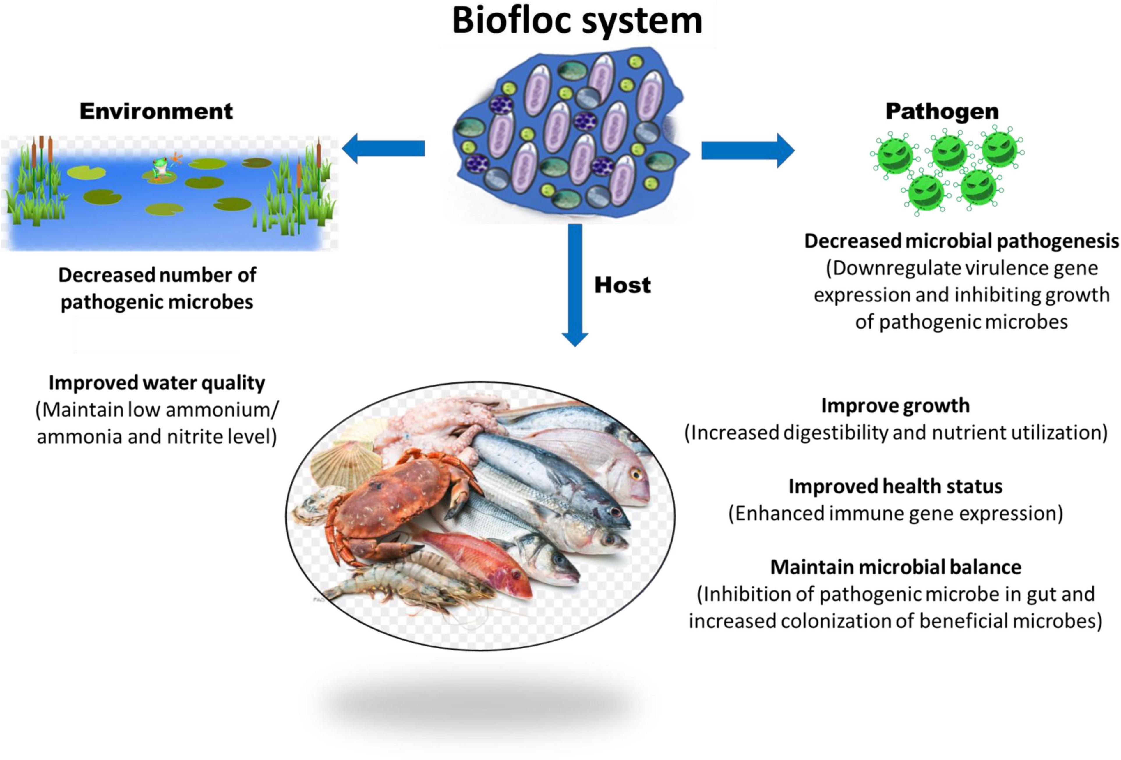 Frontiers | Biofloc Microbiome With Bioremediation and Health Benefits