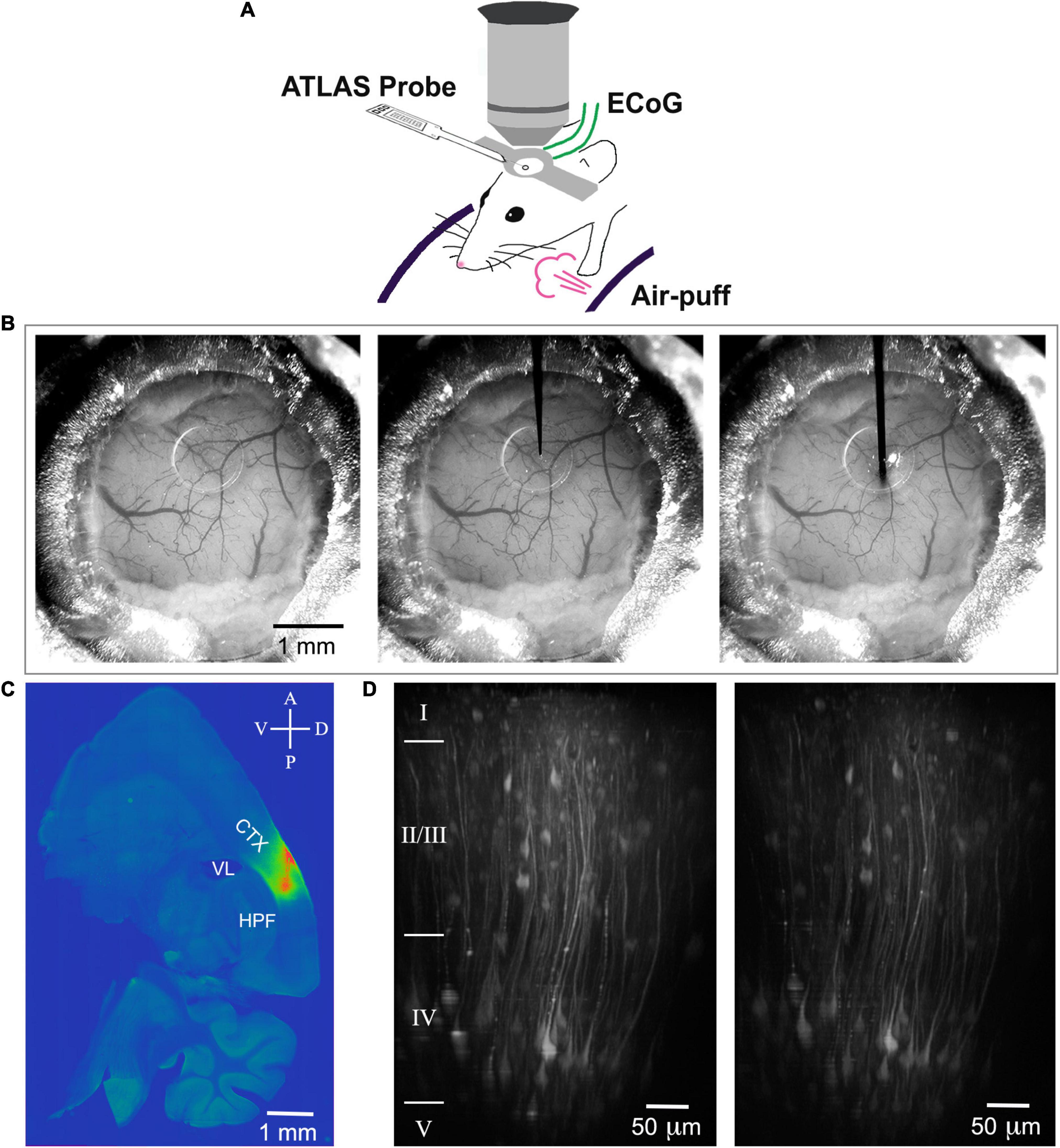 Optical Electrophysiology: Toward the Goal of Label-Free Voltage Imaging