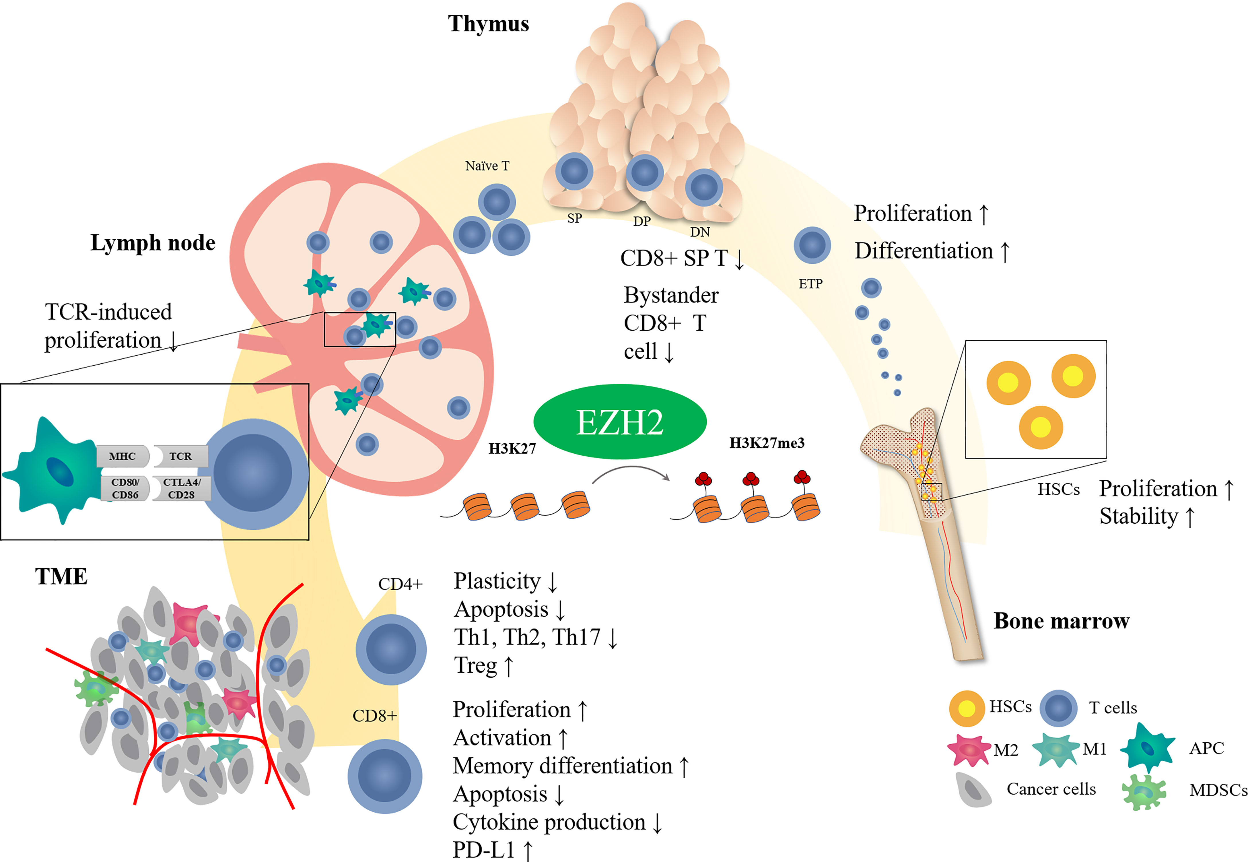 CD62L⁺ TPEX cells show enhanced potential for effector cell generation