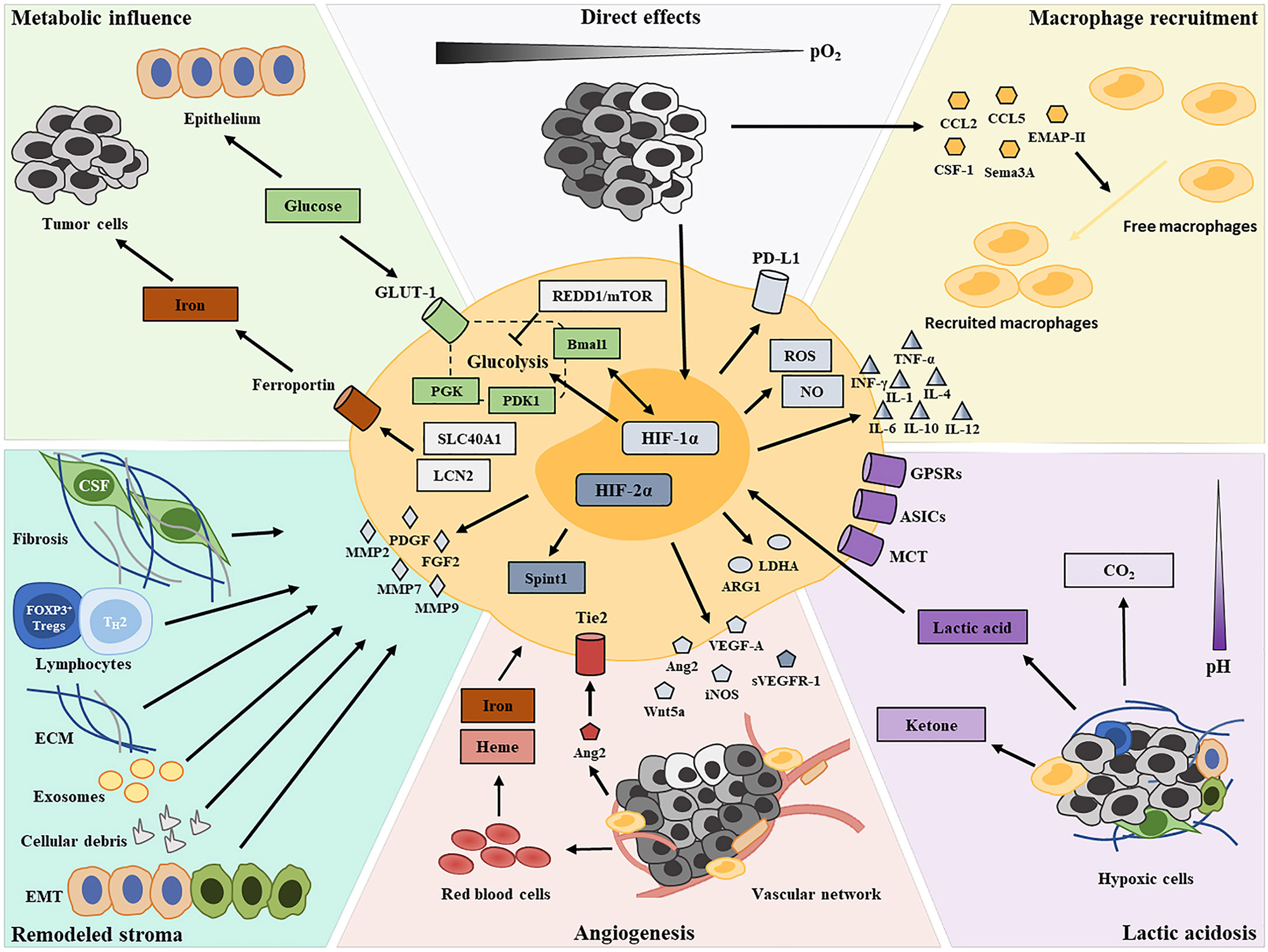 Frontiers | Tumor-Associated Macrophages and Their Functional ...
