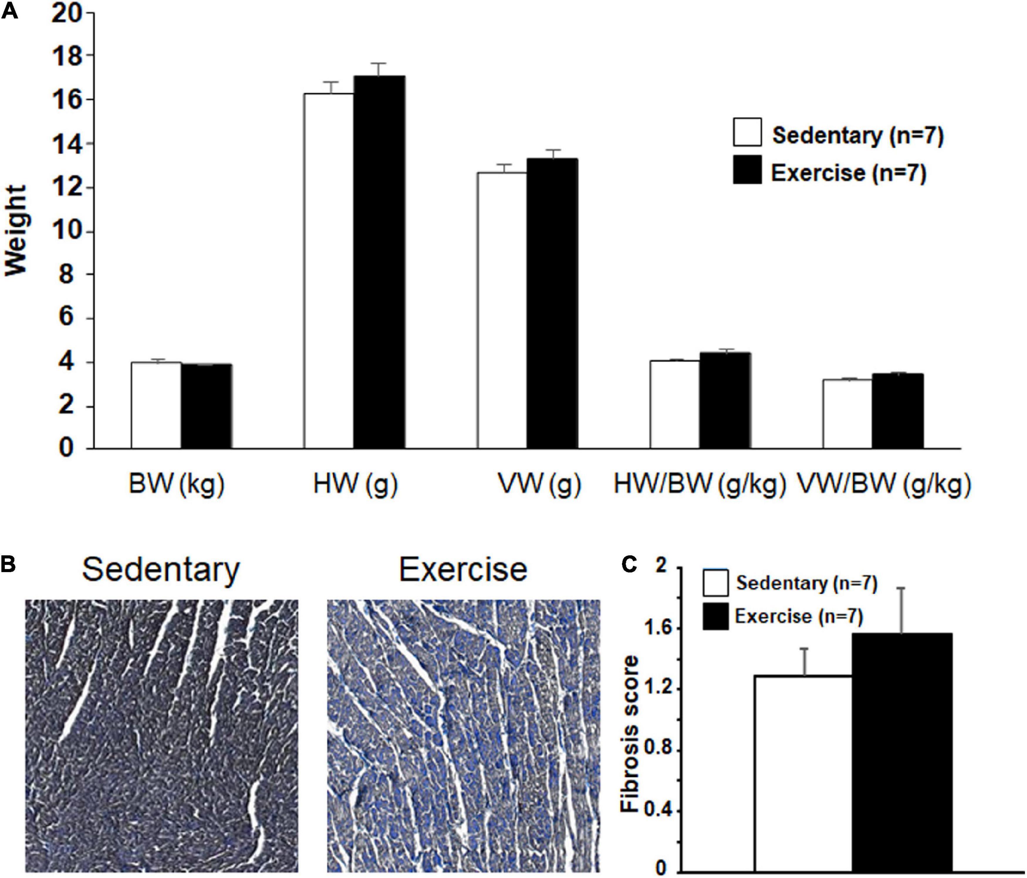 Exercise in Repolarization Alters Endurance Rabbit Athlete\'s Heart Frontiers | Model Training New Long-Term a