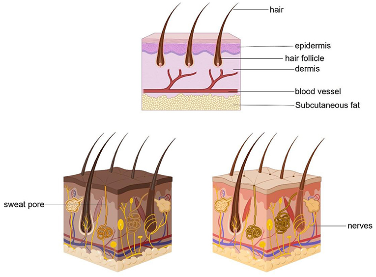 Figure 1 - The anatomy of the skin created with Biorender.com.