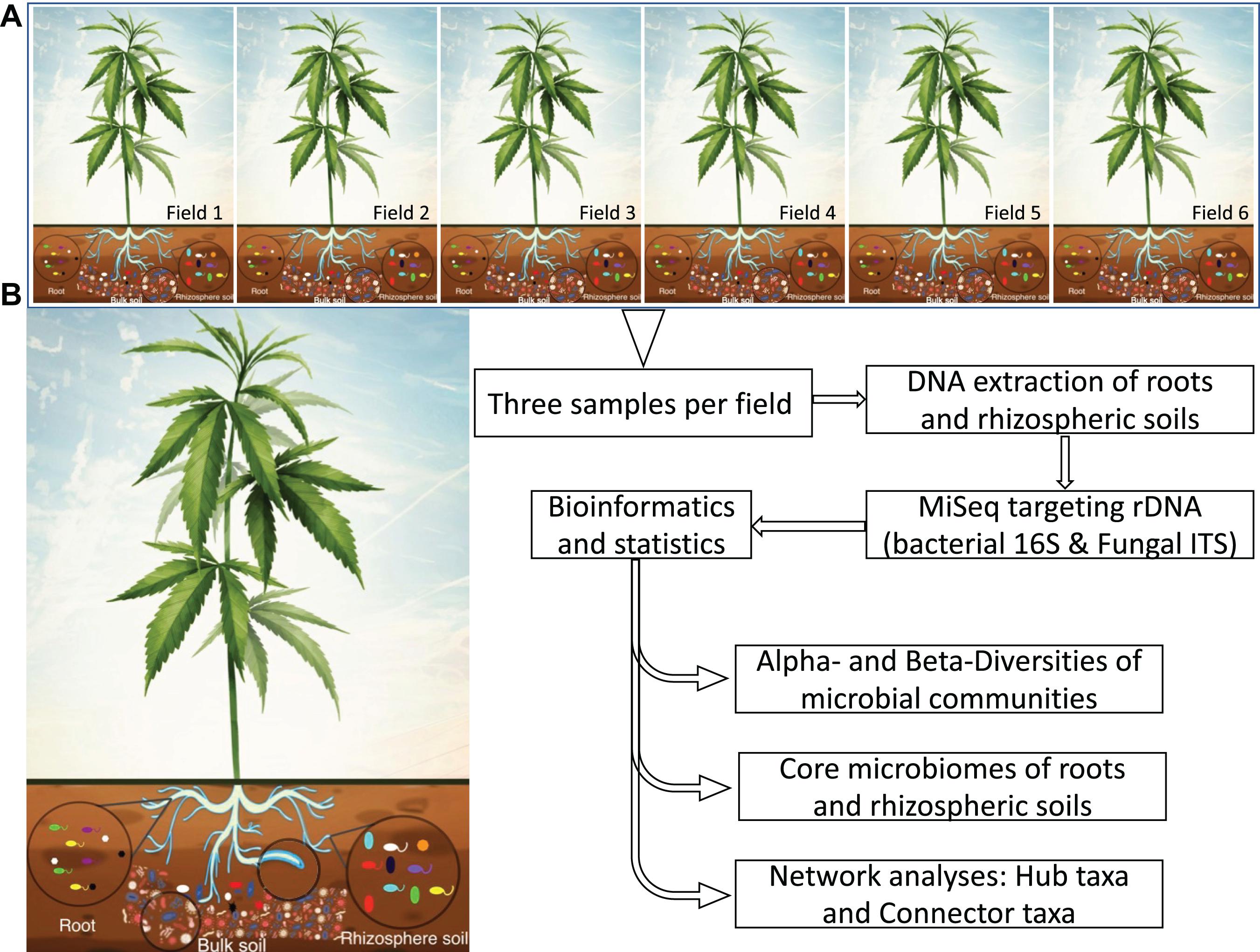 Hemp Seed Oil Properties  Oklahoma State University