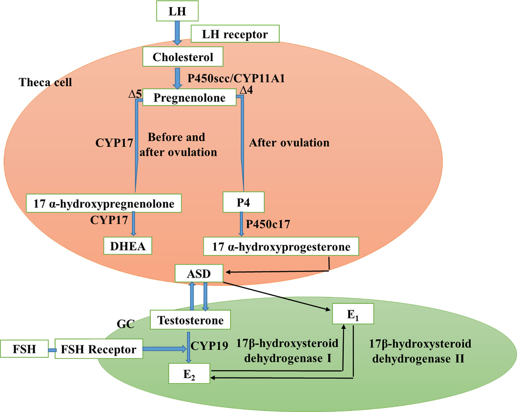 Frontiers | Resistance to the Insulin and Elevated Level of Androgen: A ...