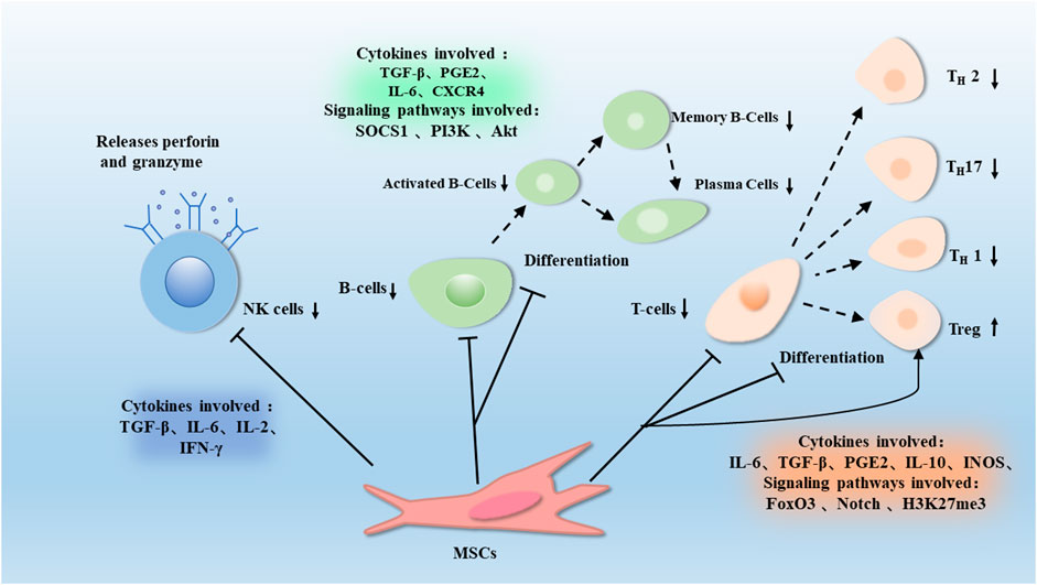 Silicon Permanent Aktiv Frontiers | Mesenchymal Stem Cell Immunomodulation: A Novel Intervention  Mechanism in Cardiovascular Disease