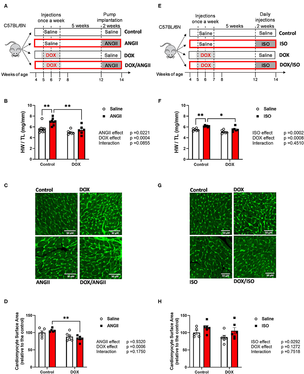 Heeba Patel Sex Videos - Frontiers | Divergent Cardiac Effects of Angiotensin II and Isoproterenol  Following Juvenile Exposure to Doxorubicin