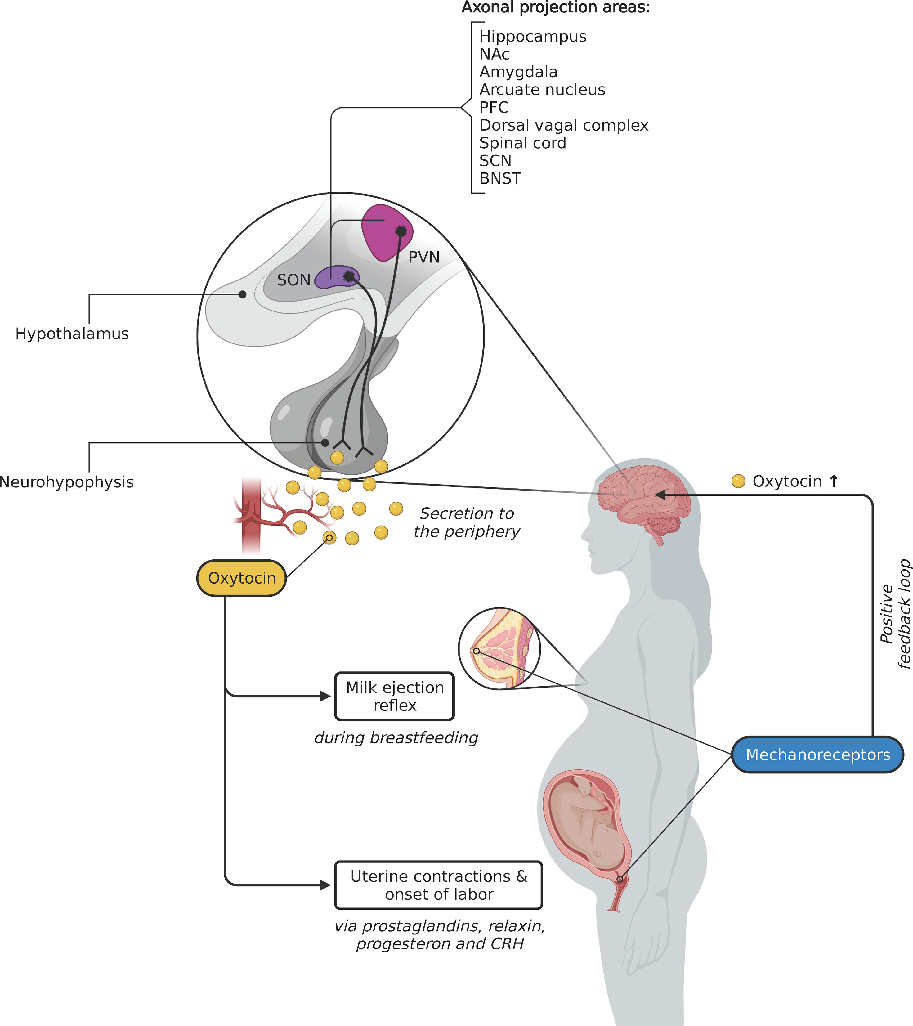 Oxytocin And Its Function Birth Hormone Milk Ejection Hormone Notes On Posterior Pituitary 