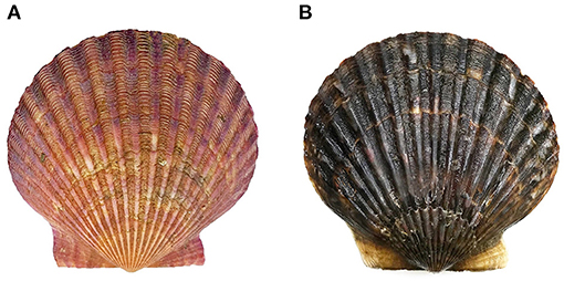 Frontiers  A Genome-Wide Association Study Identifies Candidate Genes  Associated With Shell Color in Bay Scallop Argopecten irradians irradians