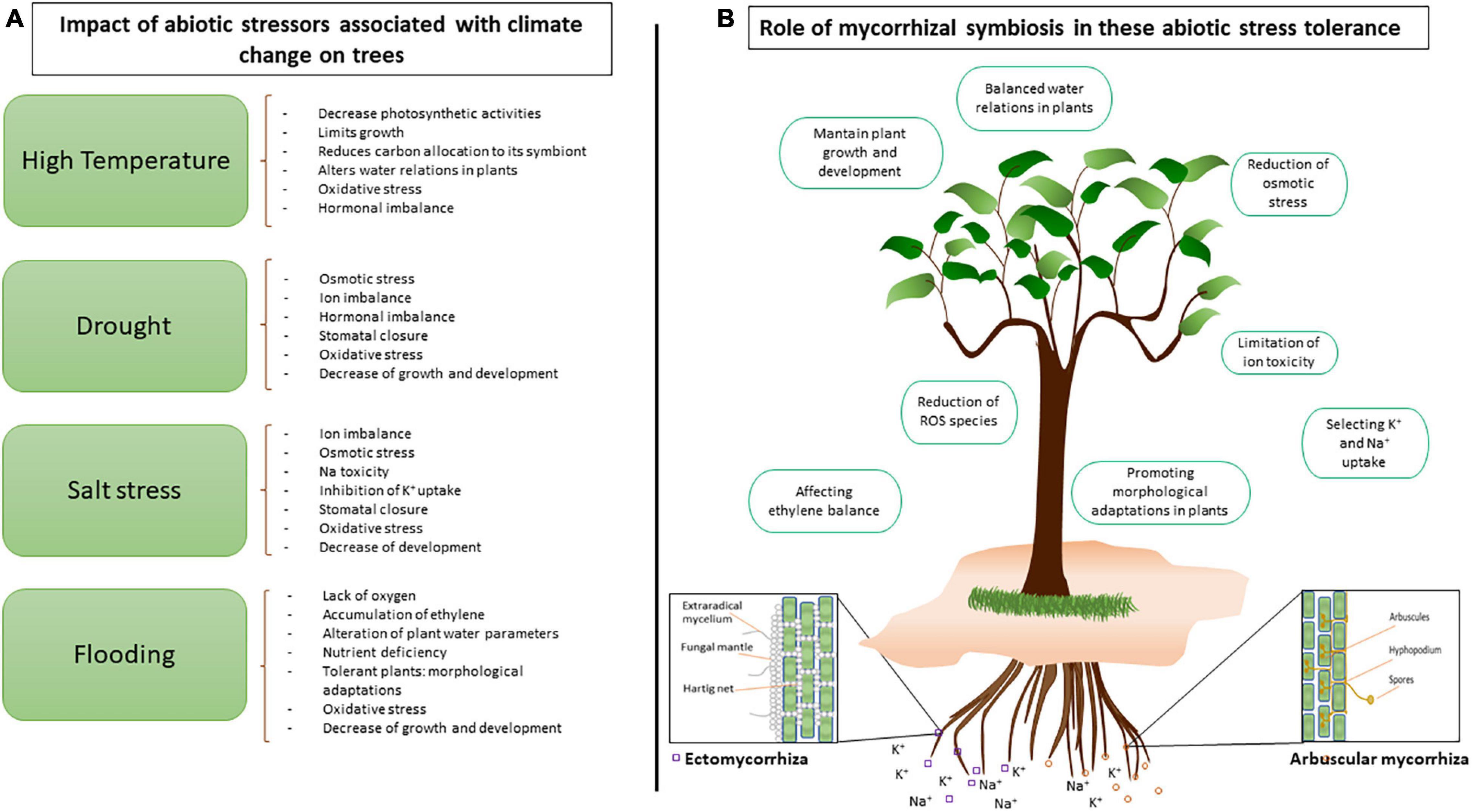 Mycorrhizas across scales: a journey between genomics, global