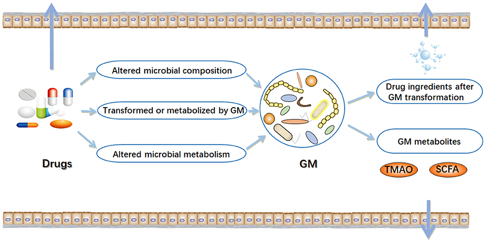 Frontiers  New Insights Into Microbiota Modulation-Based