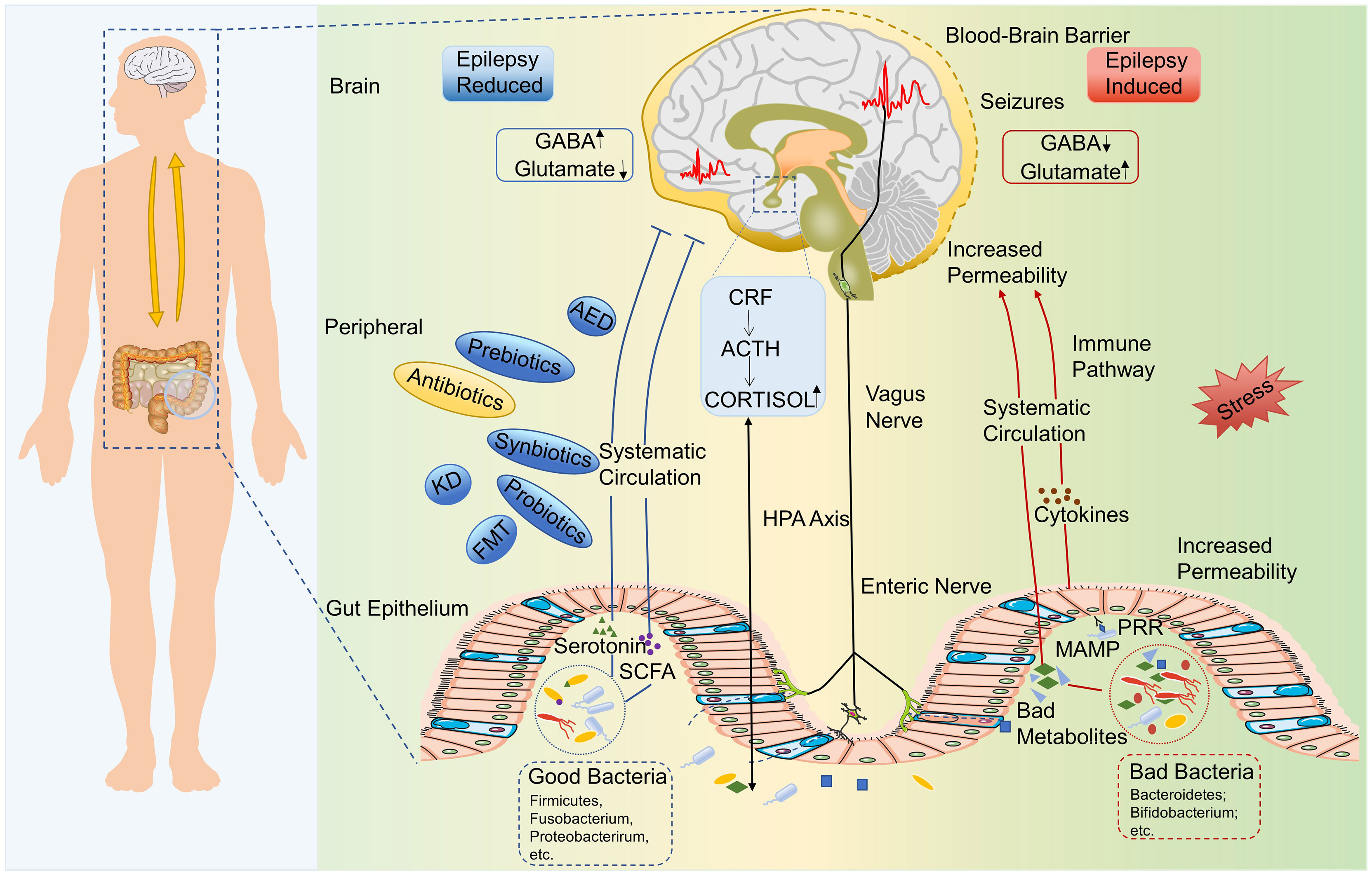 download epub The Molecule of More How a Single Chemical in Your Brain  Drives .pdf