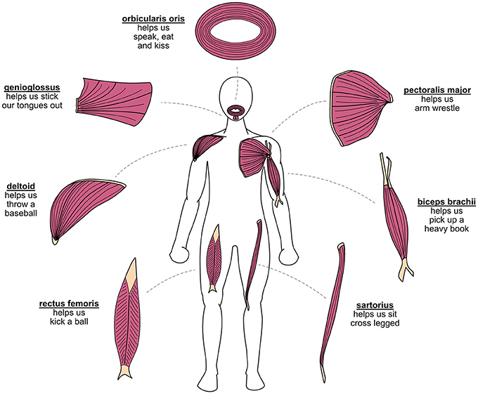 Figure 1 - Muscles have many different shapes and attach to the body in many different ways, which allows each muscle to do its unique job.