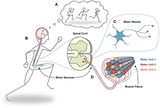 Figure 2 - Activating the leg muscles.