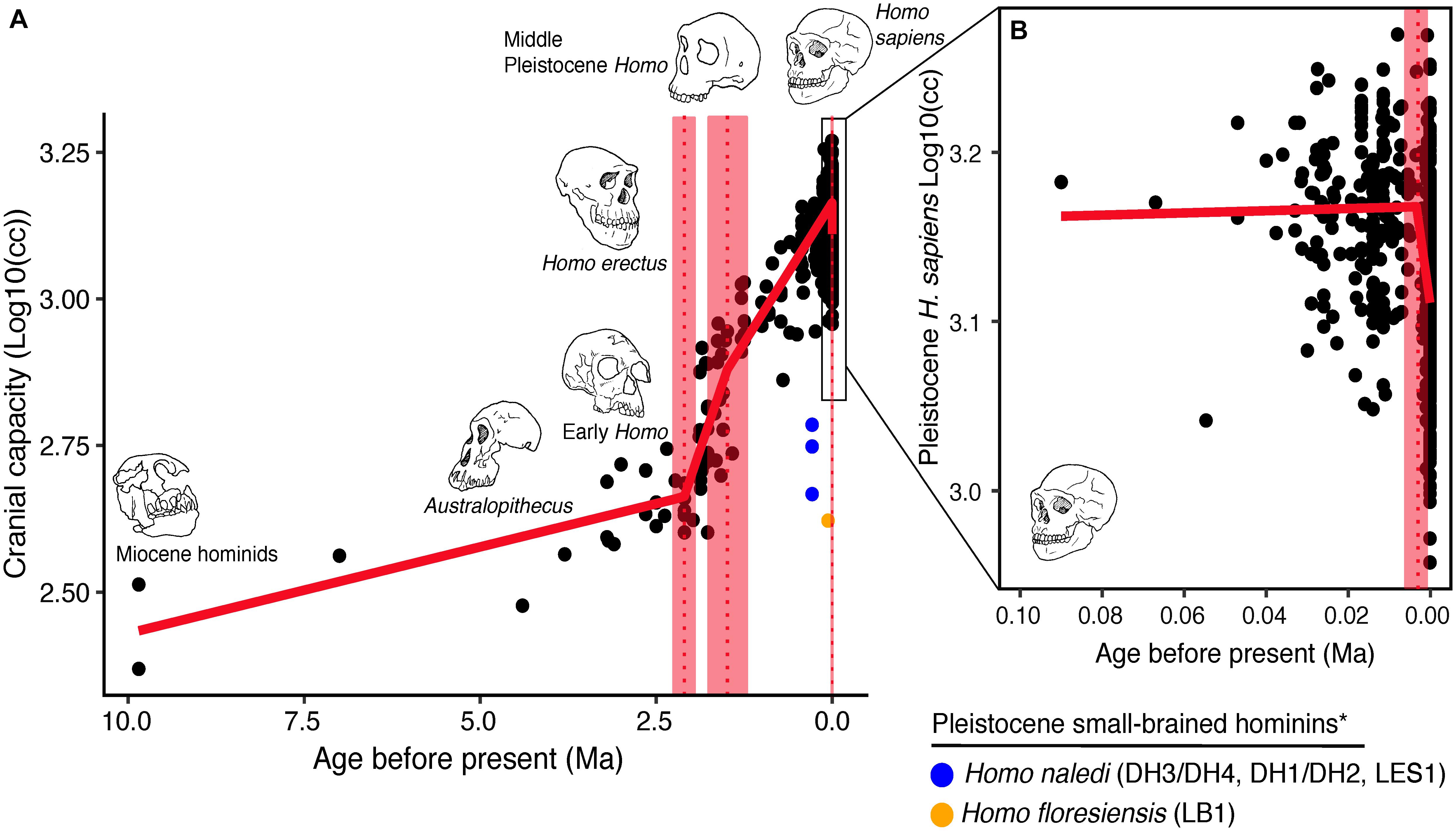 Frontiers | When and Why Did Human Brains Decrease in Size? A New  Change-Point Analysis and Insights From Brain Evolution in Ants