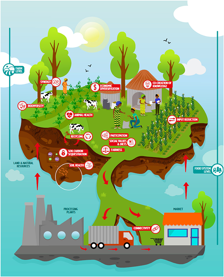 How Latin America Farmers Are Making the Most of Direct Sales to Consumers  - Inter-American Foundation