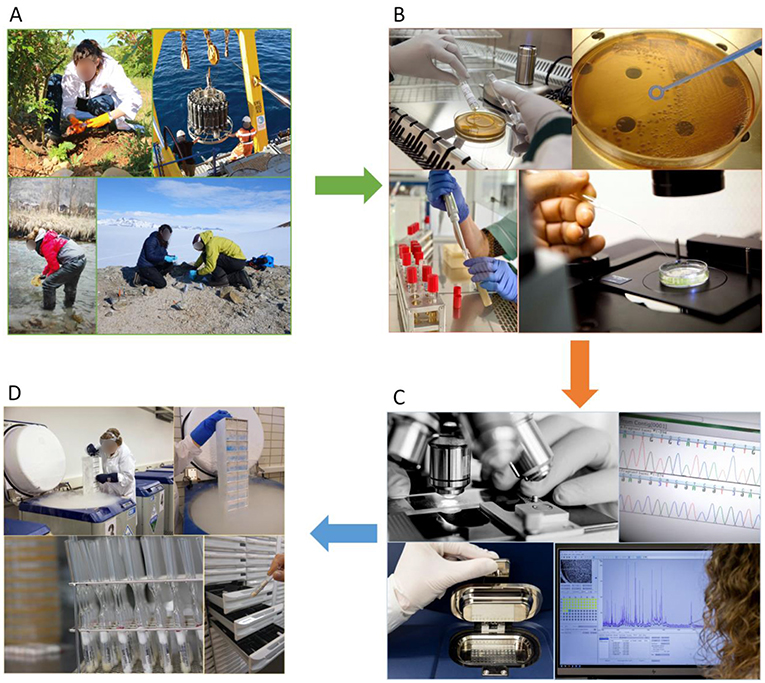 Figure 2 - (A) Microorganisms are collected from the natural environment along with a sample of the habitat they live in.