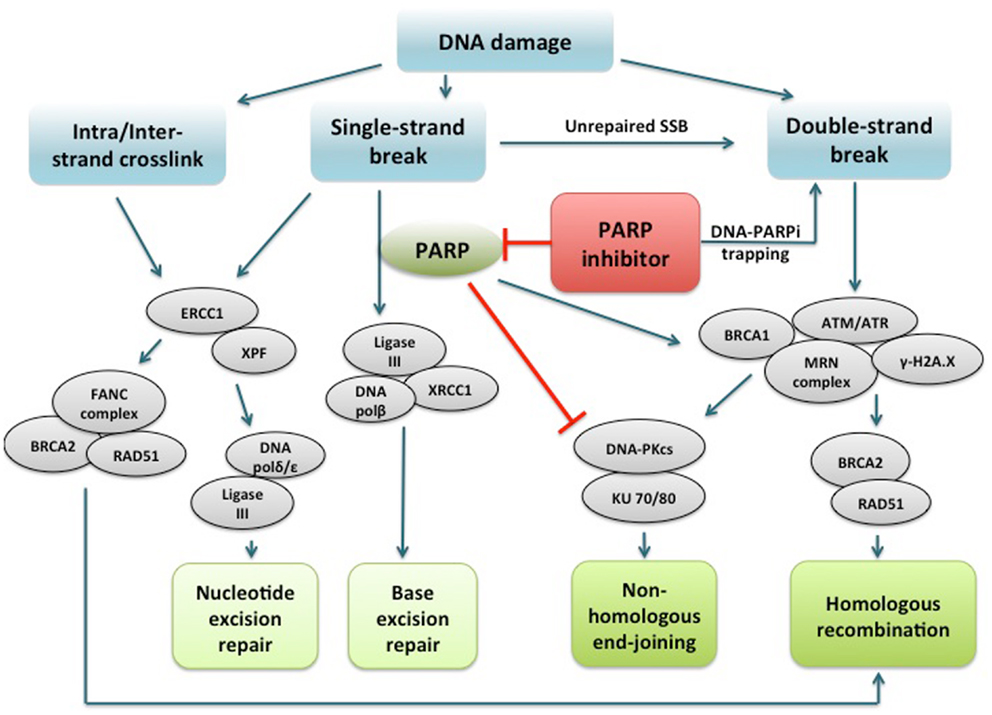 Парп 1. Схема BRCA PARP. Схема BRCA, Bard, rad51, PARP. Схема BRCA механизм. PARP ингибиторы.