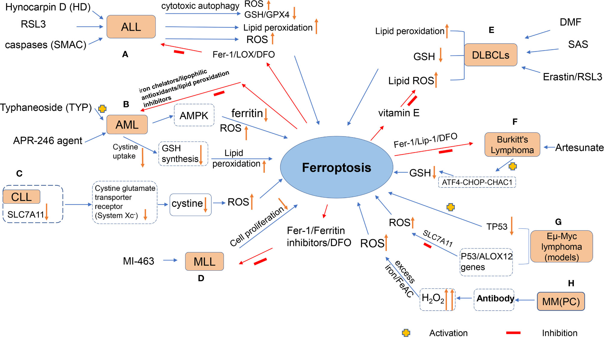 Frontiers | Molecular Mechanisms of Ferroptosis and Its