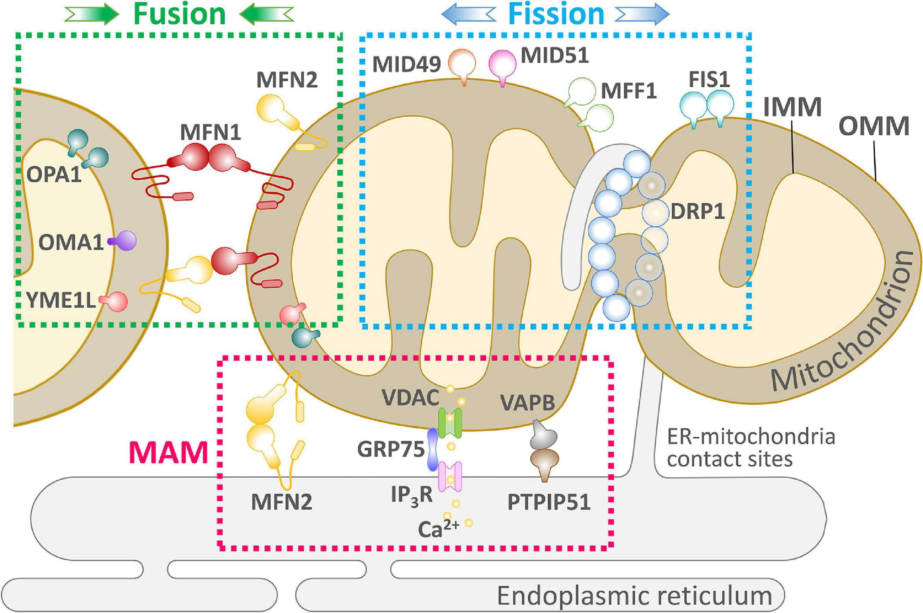 Mitochondrial signalling and homeostasis: from cell biology to