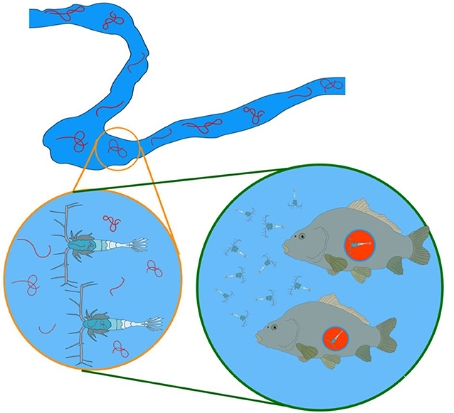 Figure 3 - Fibers in the environment can be eaten by small animals called zooplankton, which are then eaten by predators like fish.