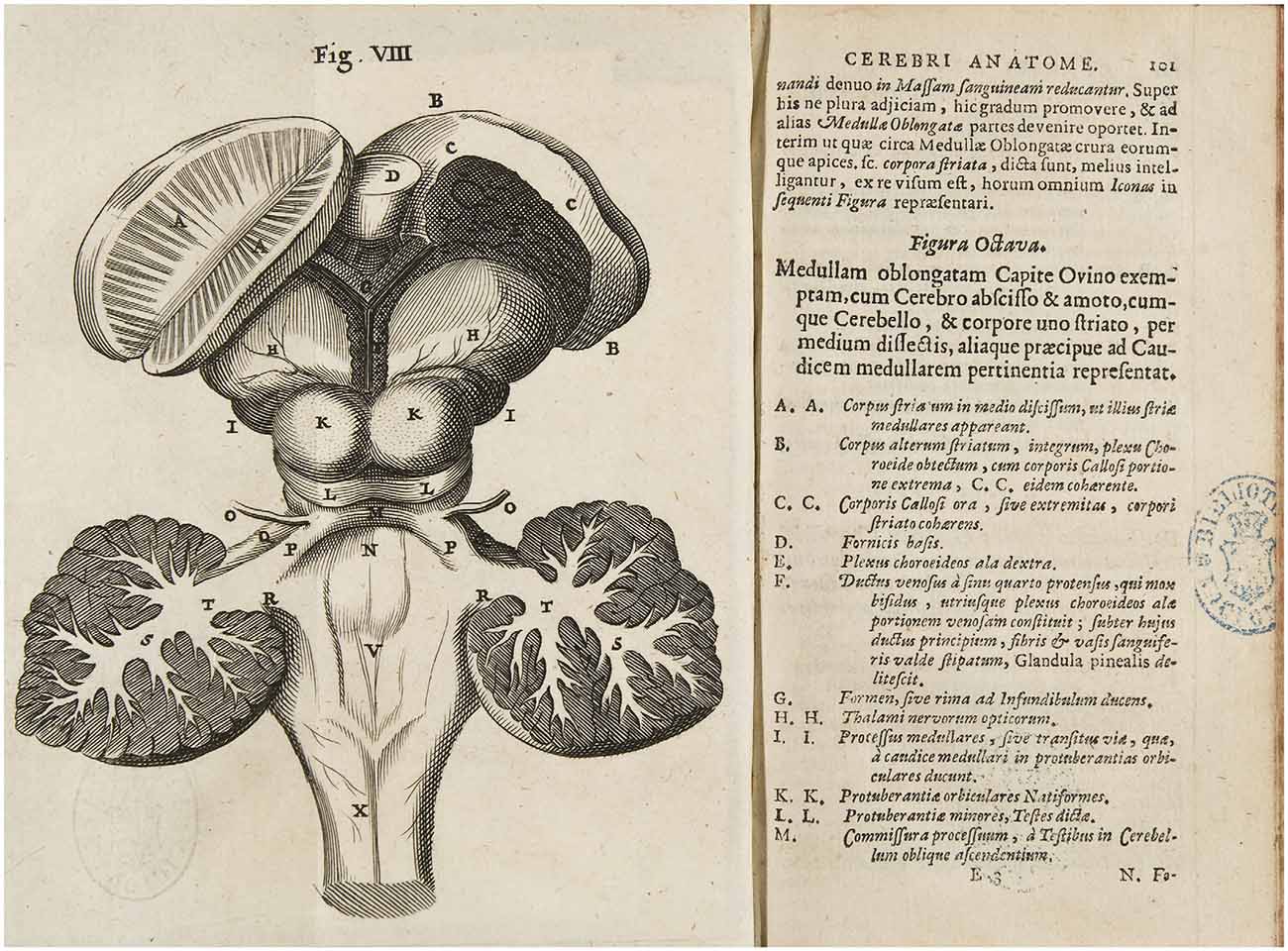 1996-2001 AccuSoft Co., All rights reservedFrontiers The Epic of the Thalamus in