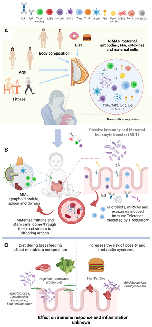 Breastfeeding: The anatomy and physiology behind milk production