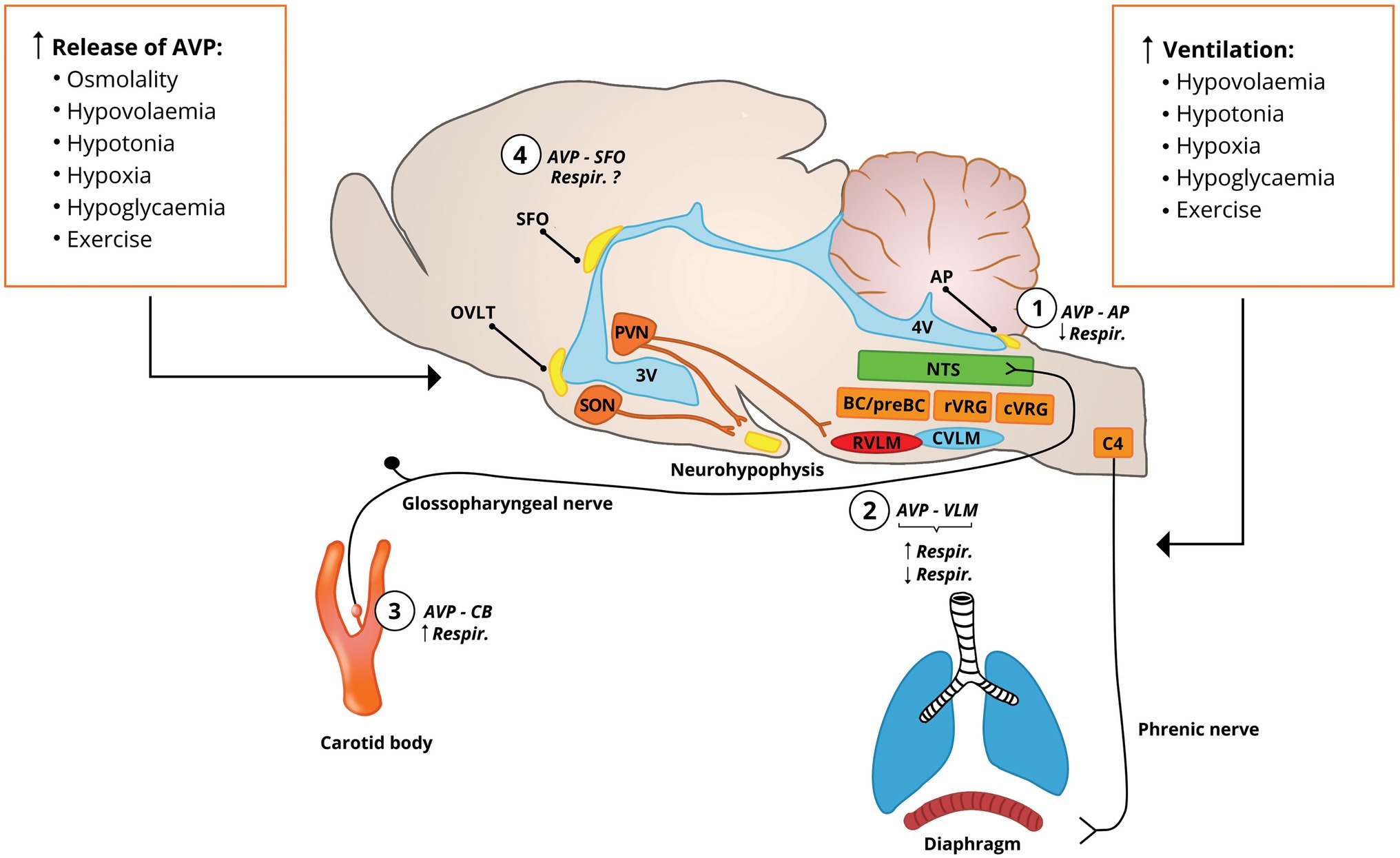 homeostatic mechanisms for regulation of breathing rate