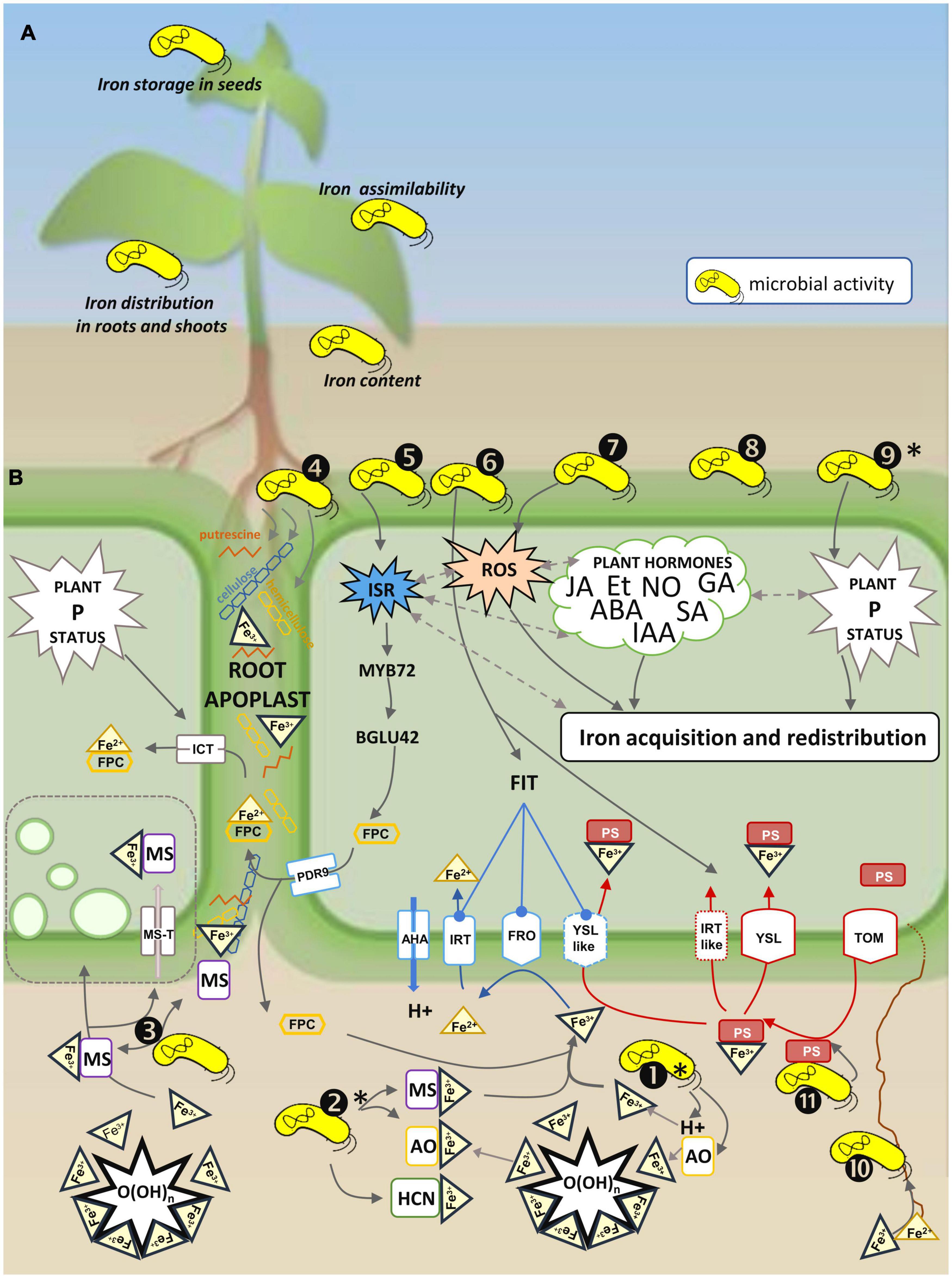 A Rhizosphere-Derived Consortium of Bacillus subtilis and