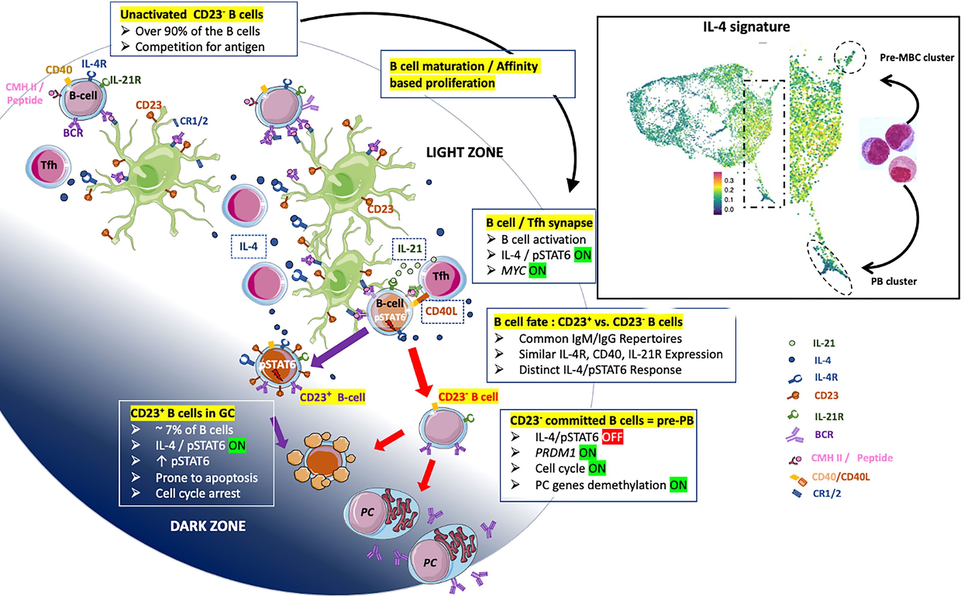 Cd 23