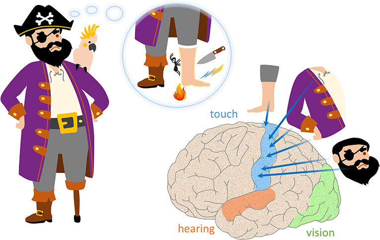 Figure 2 - People who are missing a leg or an arm because of injury or disease almost always feel the limb as if it were still present.