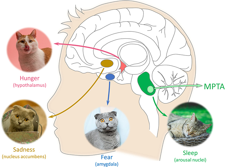 Figure 3 - Feelings of sadness and fear, and states like wakefulness, sleep and anesthesia are controlled by other specific parts of the brain.