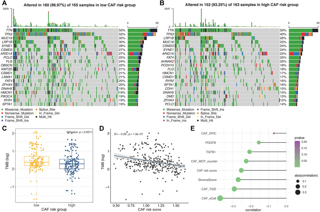 Simple gene signature to assess murine fibroblast polarization