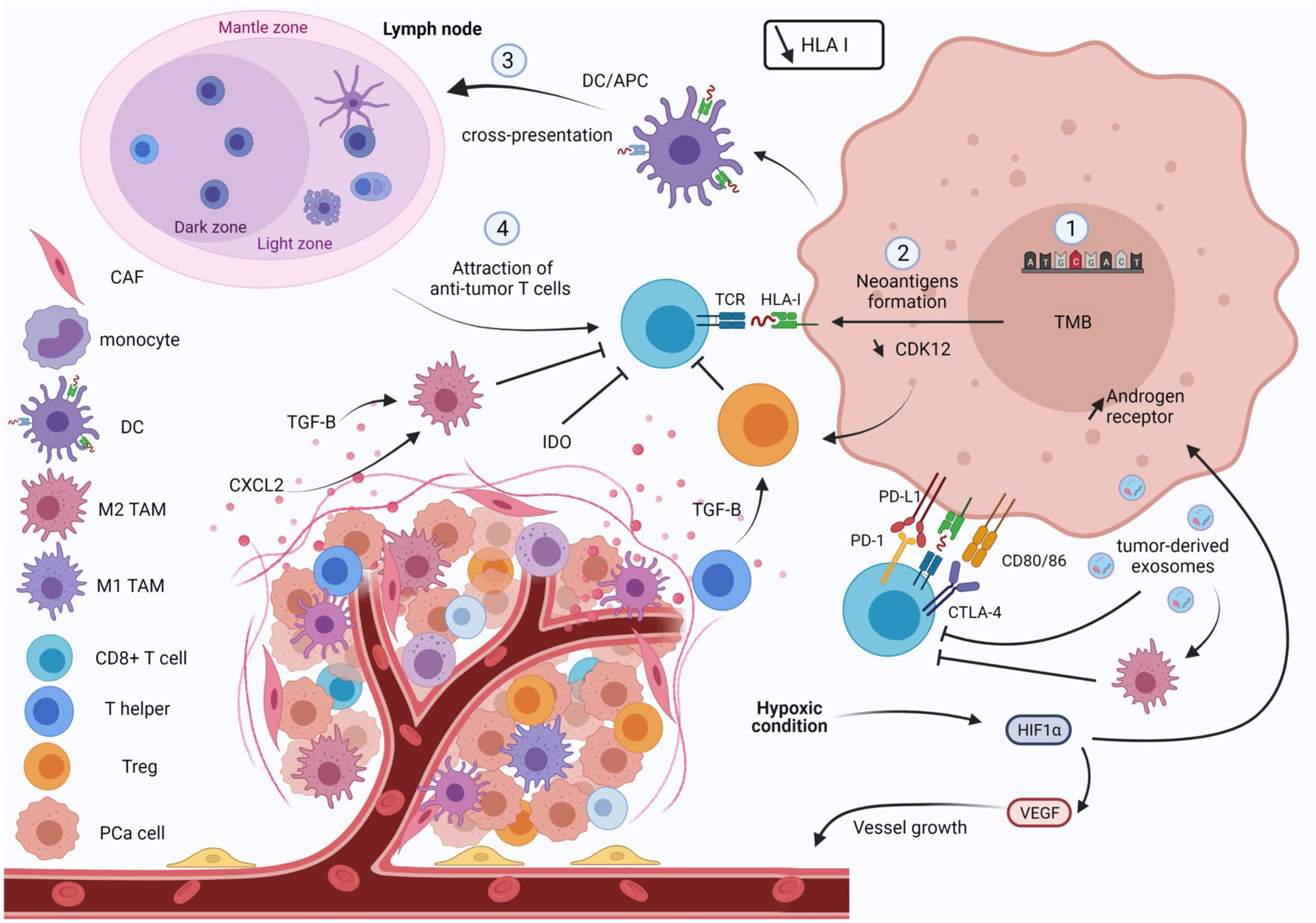 cancer prostate stade 3 survie)