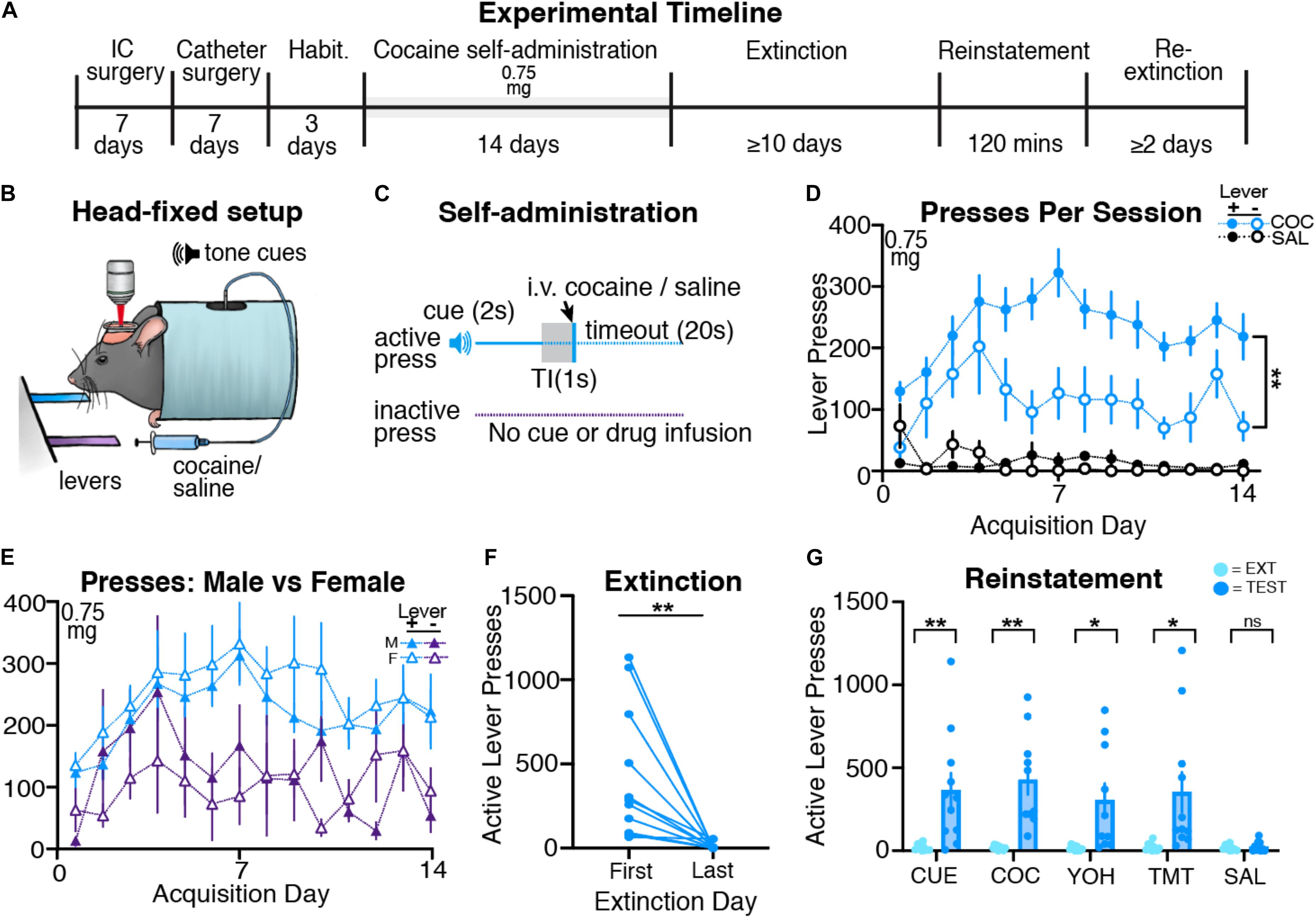 Whole-brain tracking of cocaine and sugar rewards processing