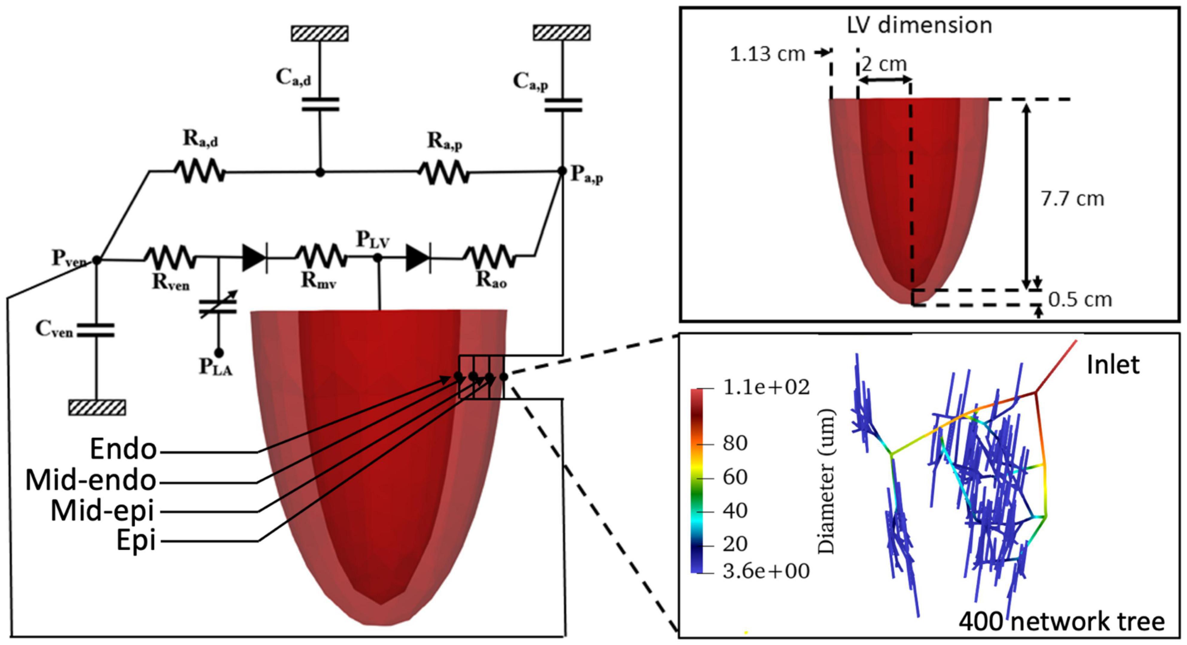Frontiers | Transmural Distribution of Coronary Perfusion and Myocardial  Work Density Due to Alterations in Ventricular Loading, Geometry and  Contractility