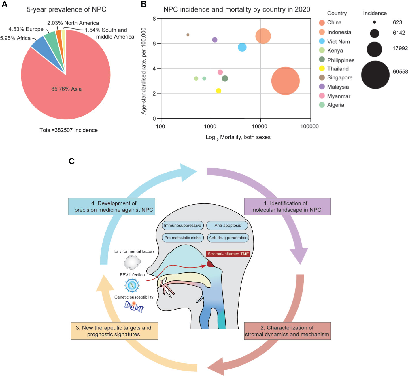Frontiers The Stromal And Immune Landscape Of Nasopharyngeal Carcinoma And Its Implications For Precision Medicine Targeting The Tumor Microenvironment