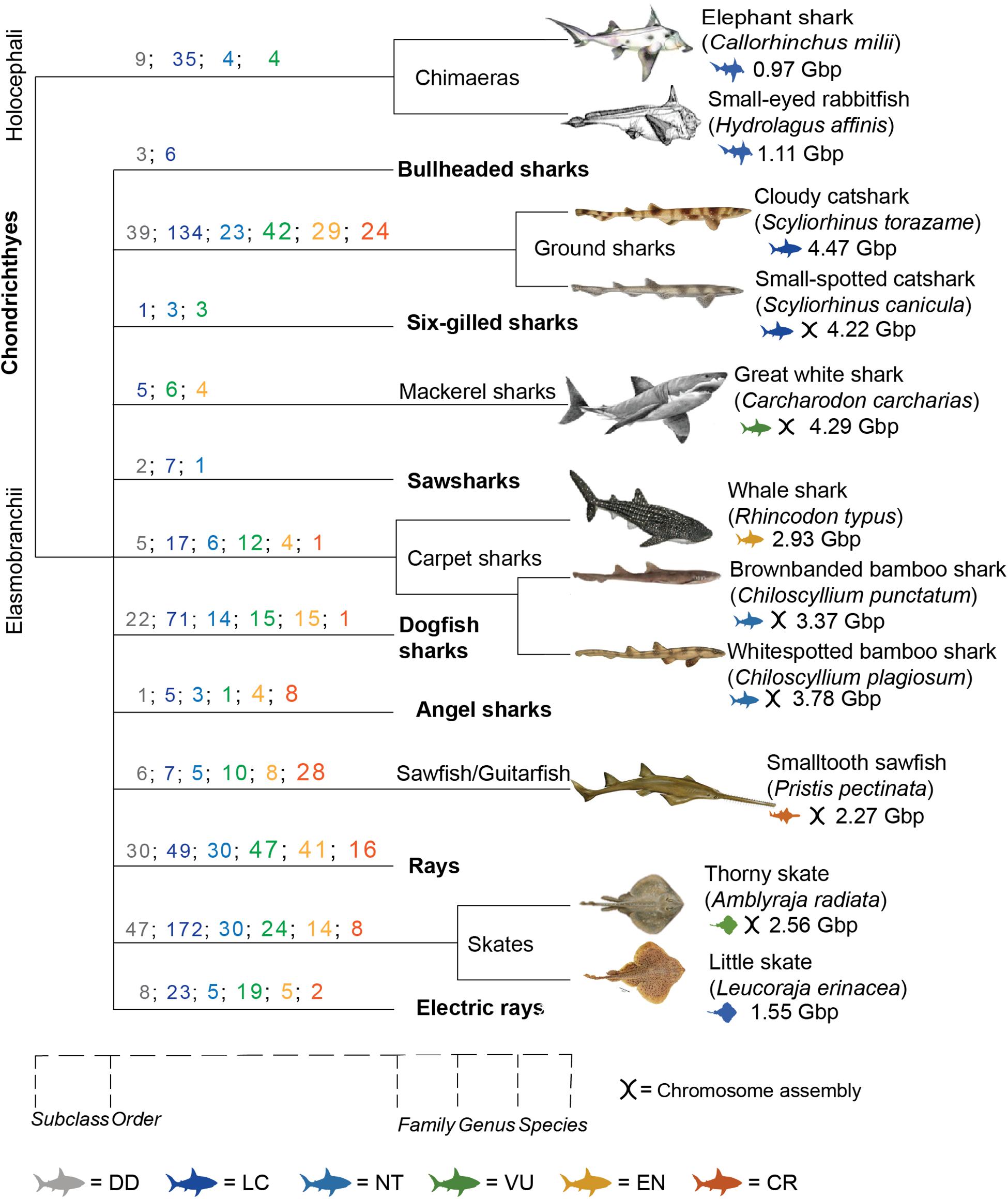 Keystone Species - Sharks