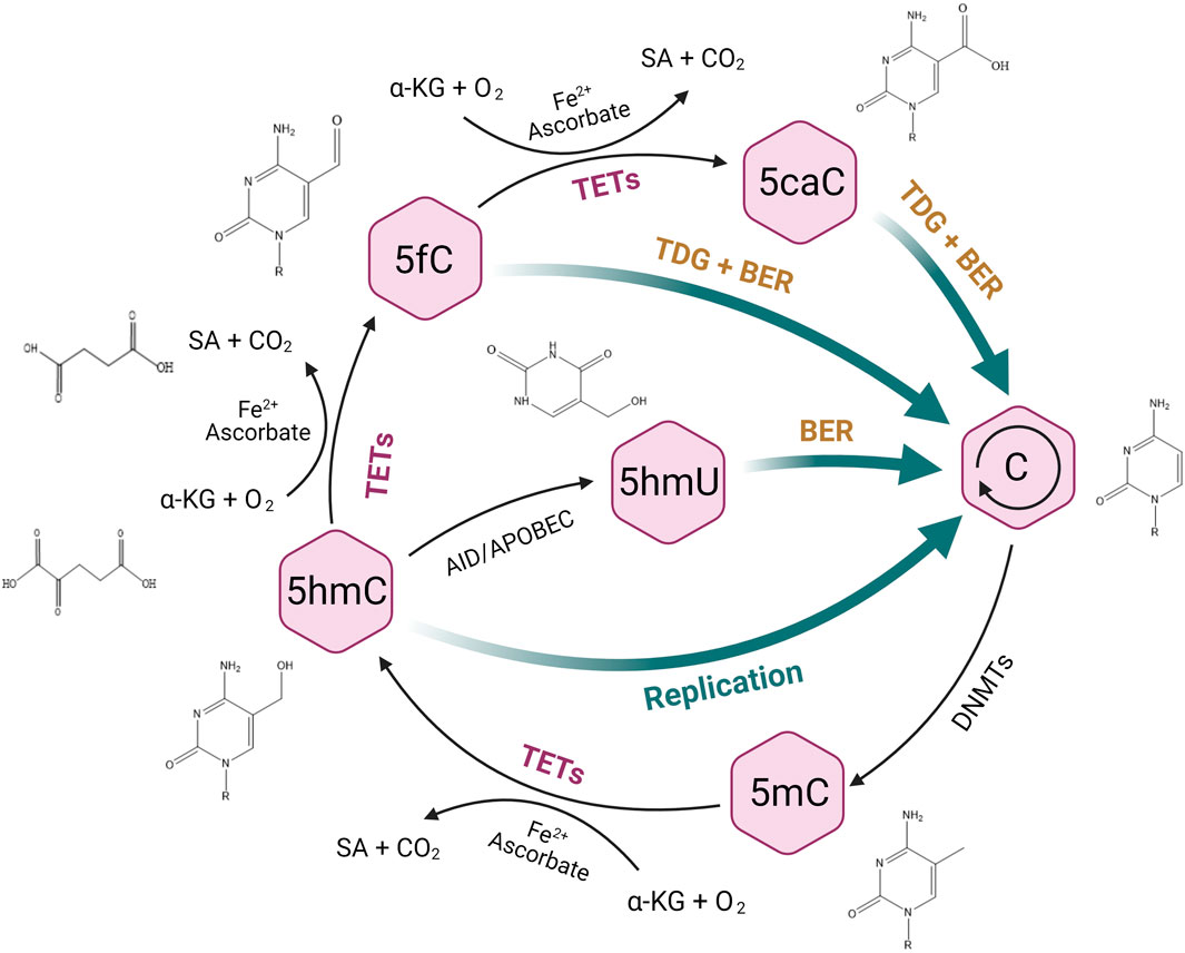 Frontiers  Deoxyribonucleic Acid 5-Hydroxymethylation in Cell-Free  Deoxyribonucleic Acid, a Novel Cancer Biomarker in the Era of Precision  Medicine