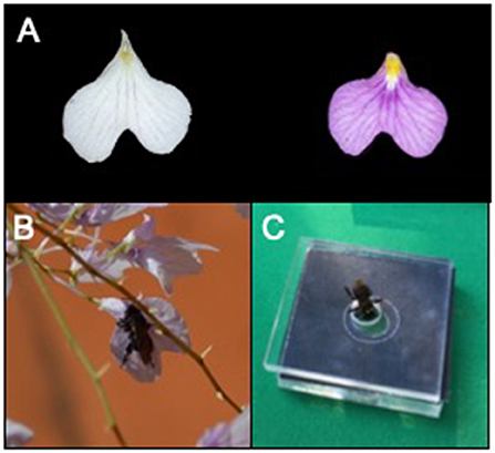 Figure 2 - (A) Flowers of the deceptive orchid come in white and purple polymorphisms.