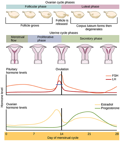 Menstrual Cycle Physiology: Correlating the Ovarian