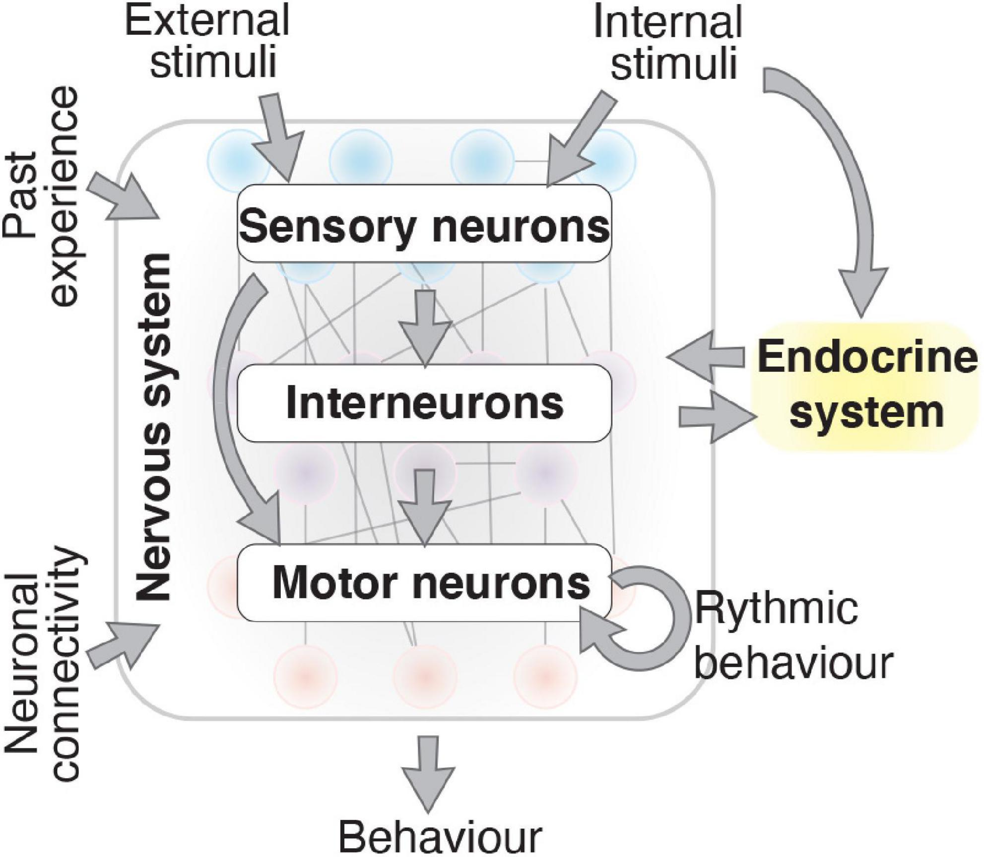 Frontiers | Transcription Factors That Control Behavior—Lessons From C. elegans Frontiers | Transcription Factors That Control Behavior—Lessons From C. elegans