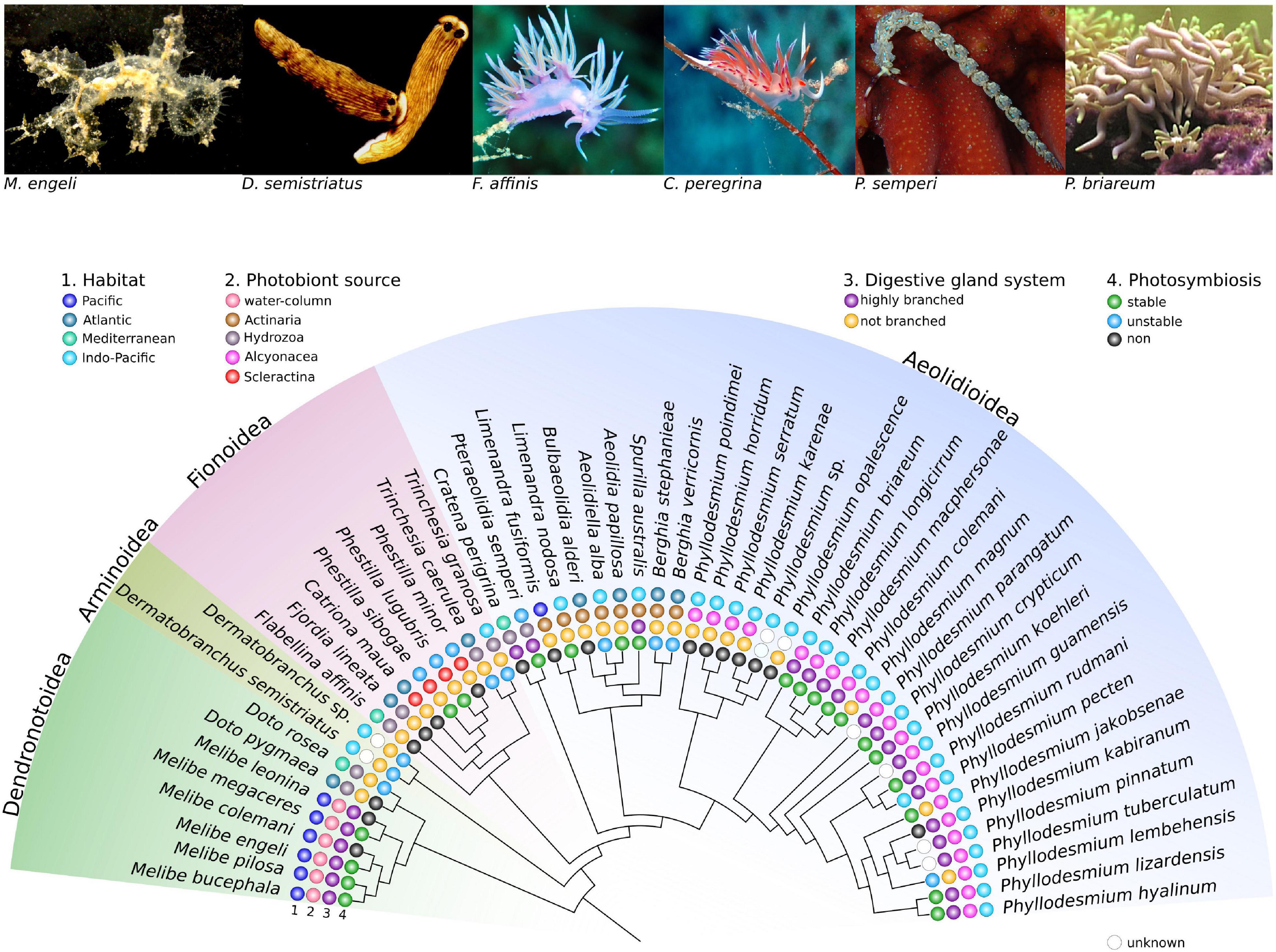 PDF) Genetic variation in Breviolum antillogorgium, a coral reef symbiont,  in response to temperature and nutrients