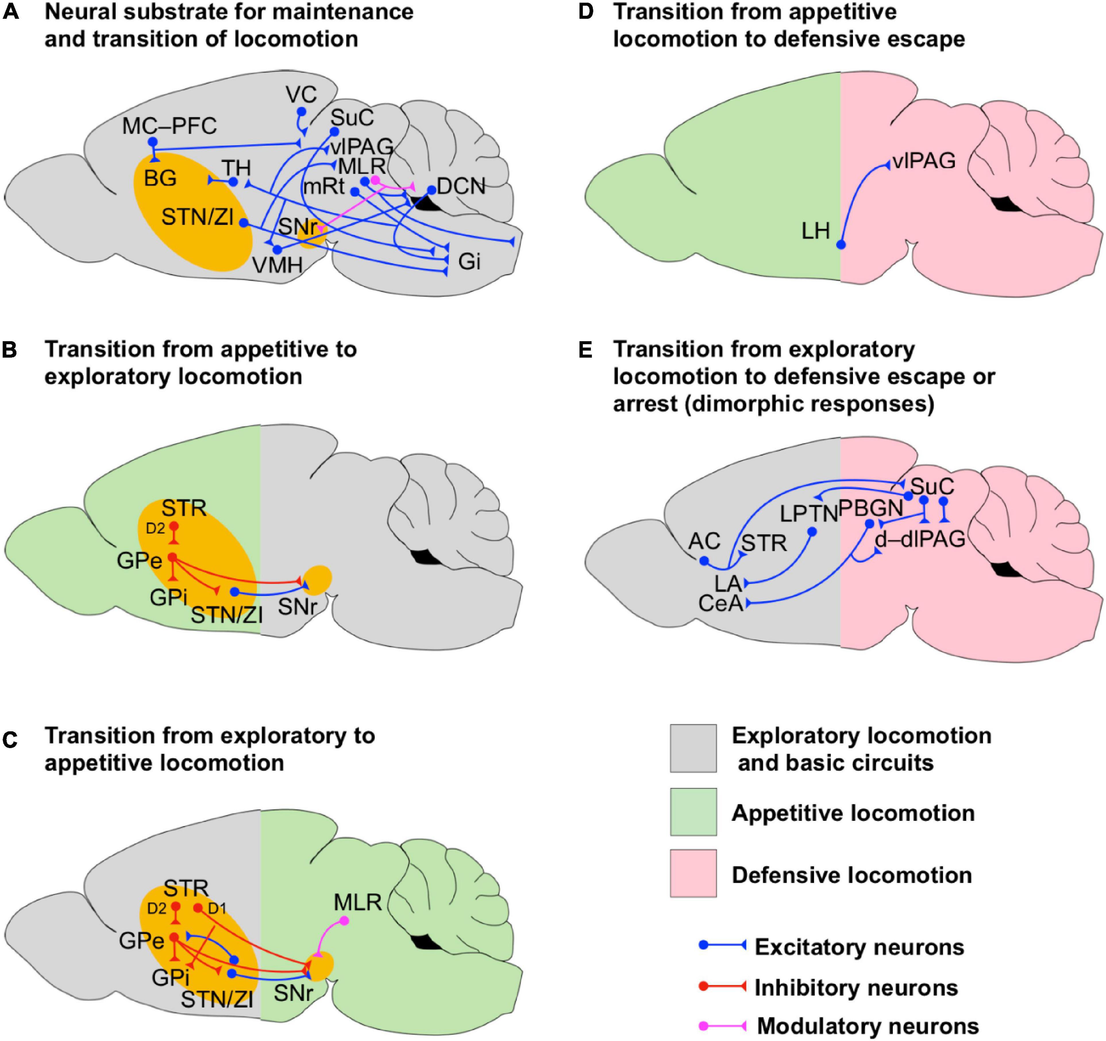 Frontiers  The Mesencephalic Locomotor Region: Beyond Locomotor Control