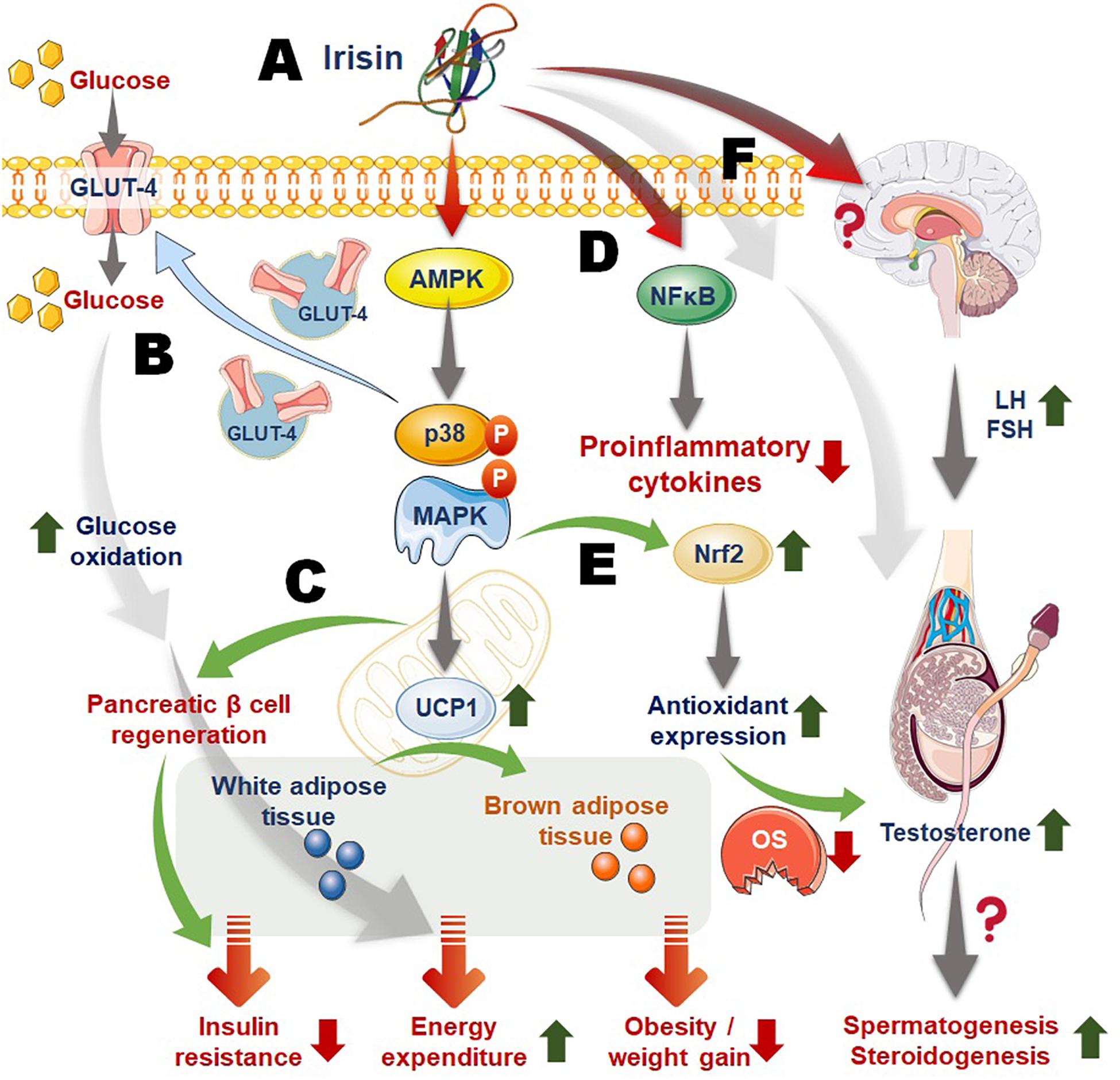 Frontiers  Irisin, Energy Homeostasis and Male Reproduction