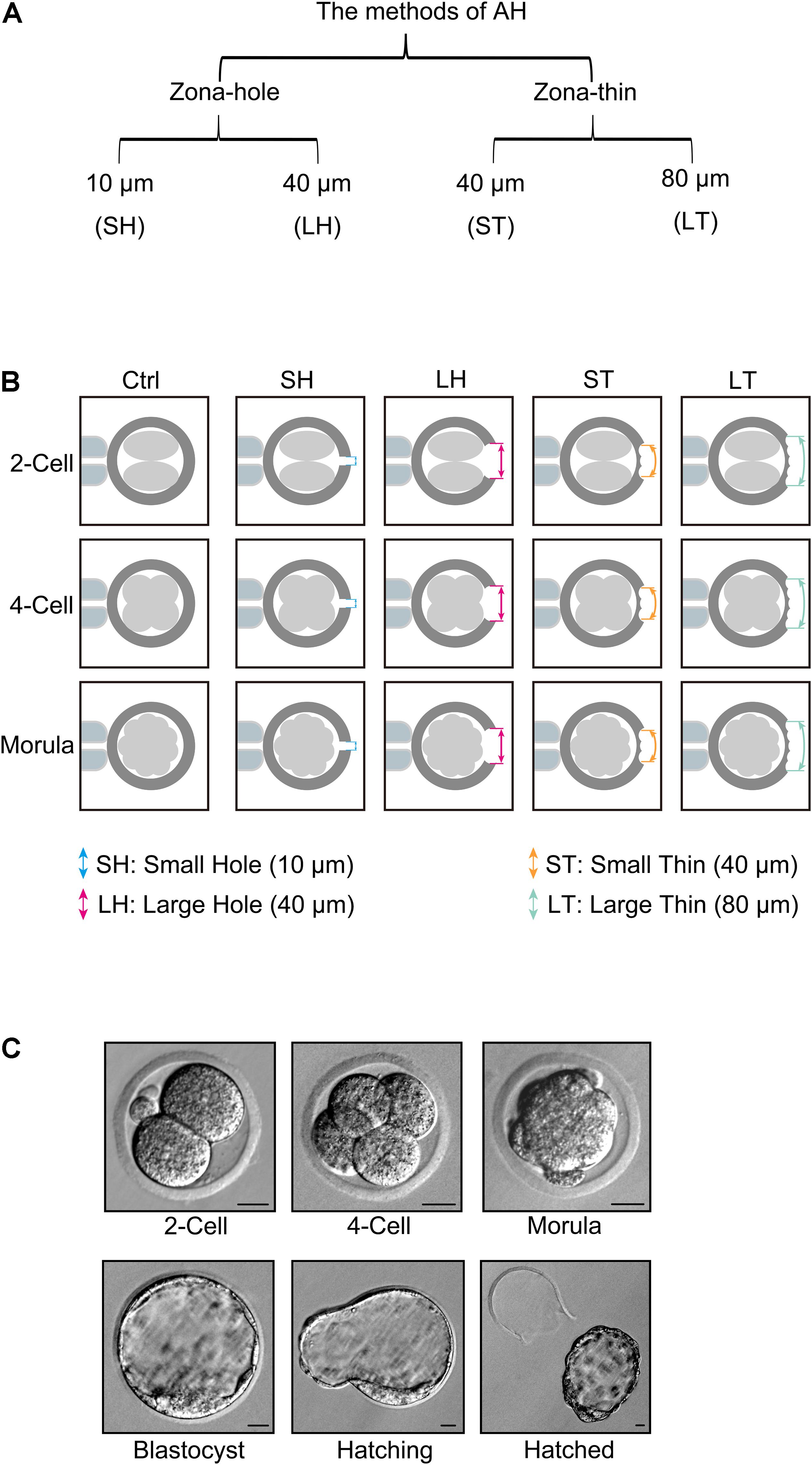 Frontiers | Assisted Hatching Treatment Piezo-Mediated Small Hole on Zona Pellucida Morula Stage Embryos Improves Implantation and Litter Size in Mice