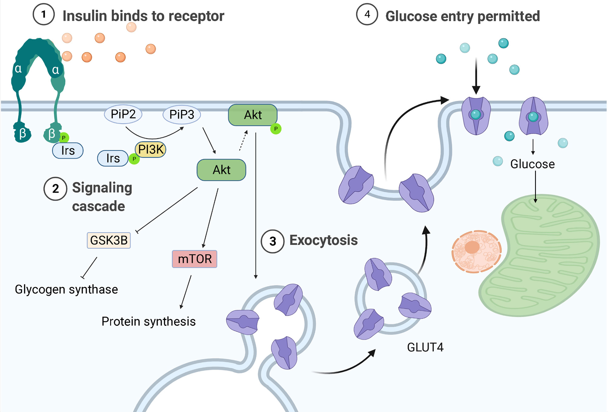 Energy metabolism and inflammation