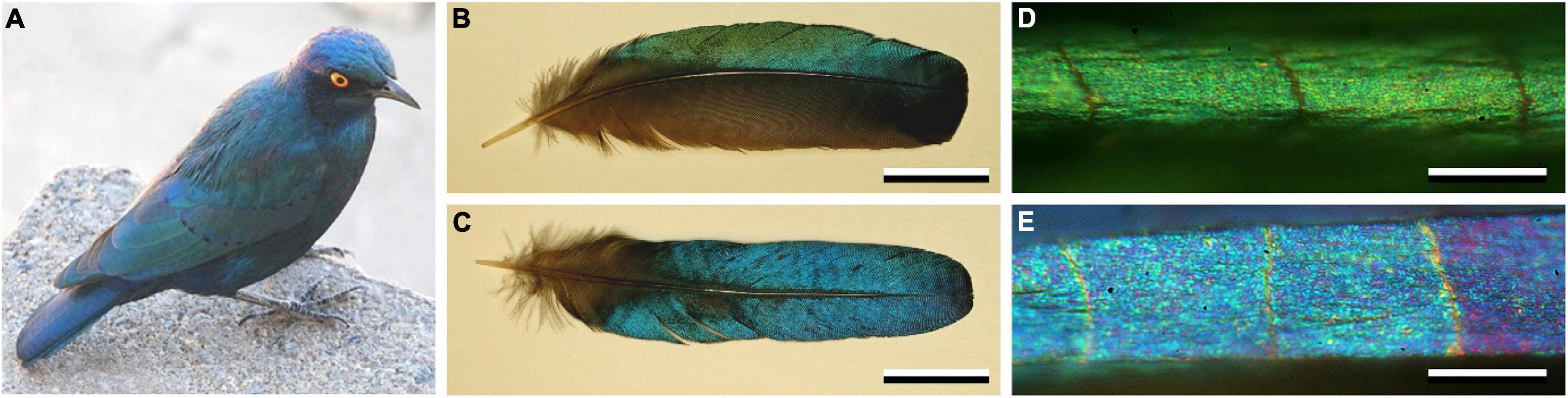 Structural Coloration in Bird Feathers - Science Connected Magazine