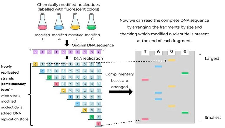 What Is Next-Generation Sequencing and Why do we Need it? · Frontiers for  Young Minds