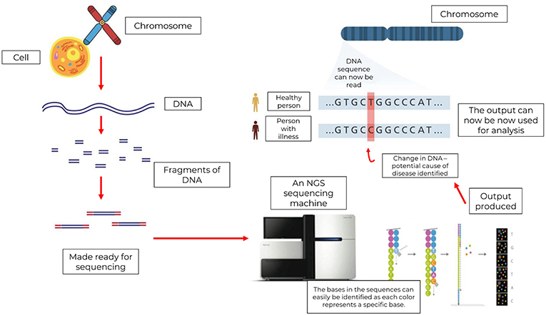 Indeholde Uartig hold What Is Next-Generation Sequencing and Why do we Need it? · Frontiers for  Young Minds